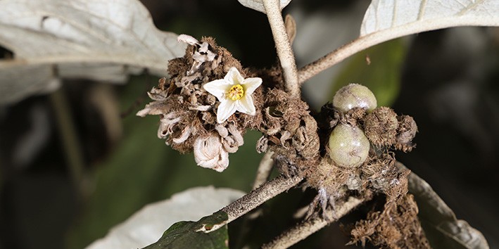 Panaceia sinonimo nome cientifico